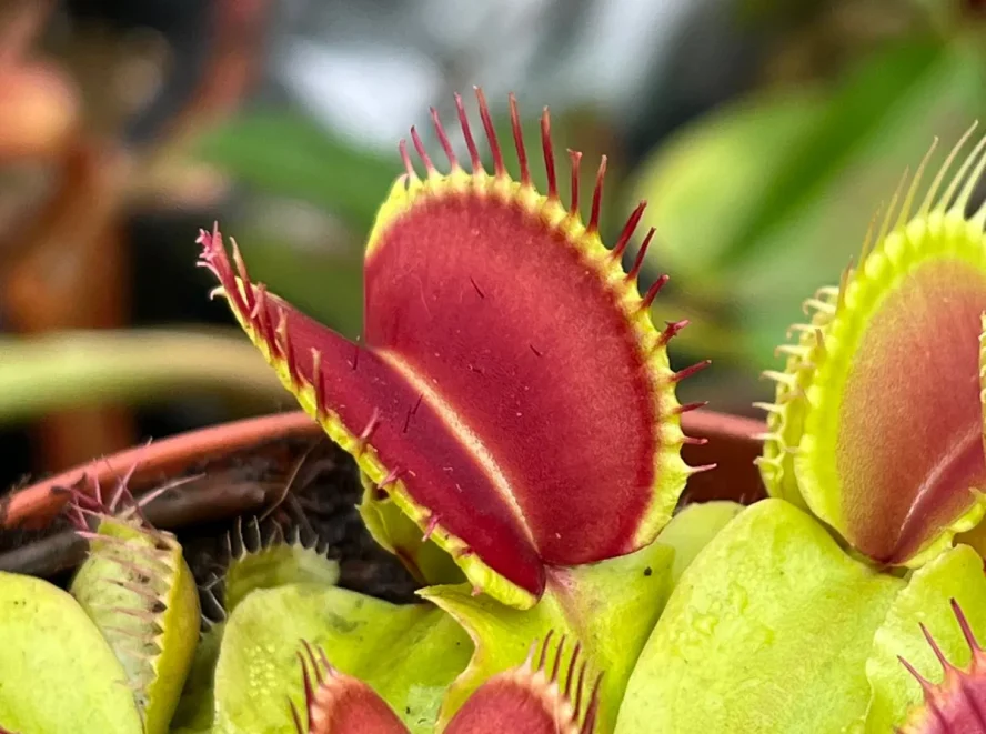 Venus Flytrap