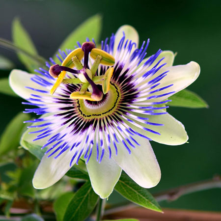 15 Fakta Unik Flora di Hutan Amazon