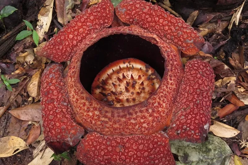 Rafflesia Arnoldii